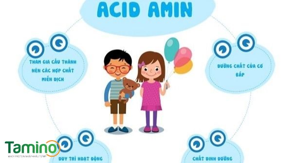 Axit amin là gì? Cấu trúc, Vai trò, các Axit amin thiết yếu cho cơ thể?